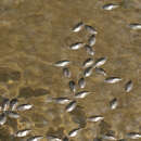 Image of whirligig beetle