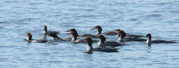 Image of Common Merganser