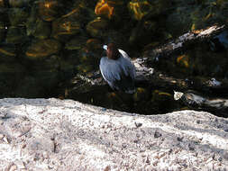 Image of Redhead