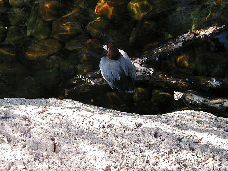 Image of Redhead