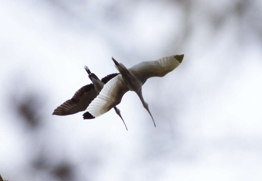 Image of American White Ibis