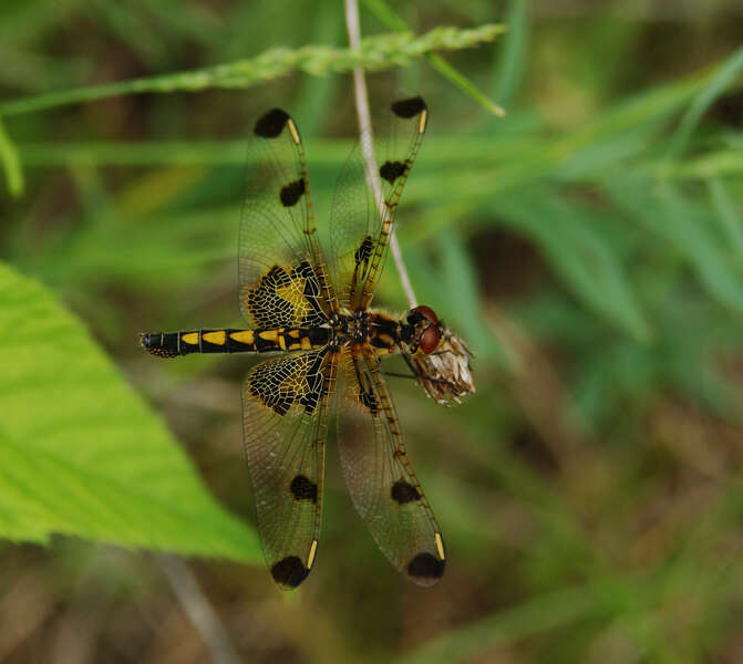 Celithemis Hagen 1861 resmi