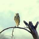 Image of Burrowing Owl