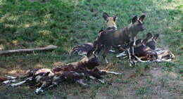 Image of African Wild Dog