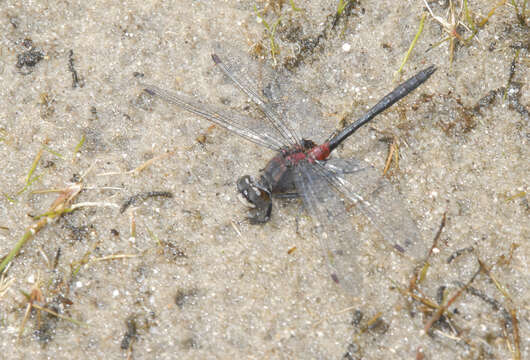 Image of Crimson-ringed Whiteface