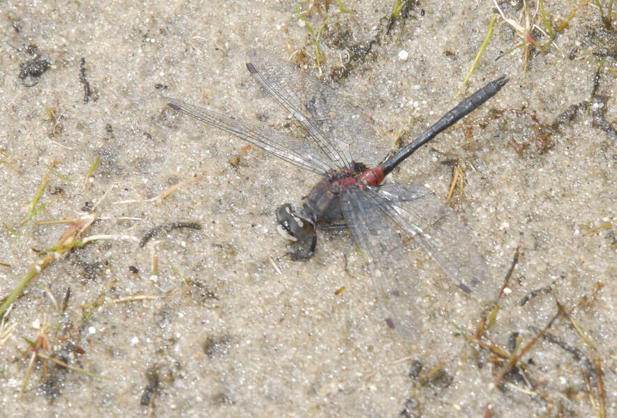 Image of Crimson-ringed Whiteface