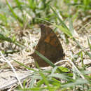 Image of Goatweed Leafwing