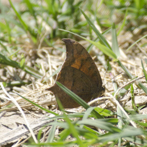 Image of Leafwings