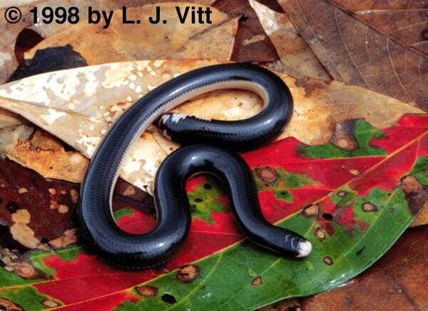Image of blind snakes