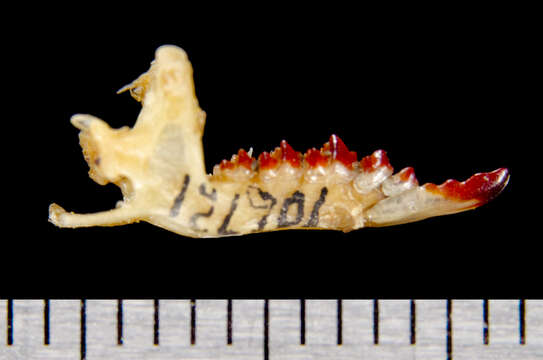 Image of Pacific Shrew