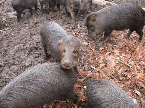 Image of white-lipped peccary