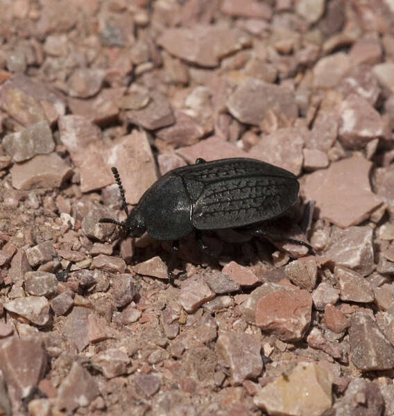 Image of Tenebrionidae