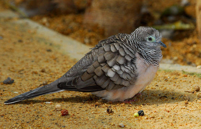 Image of Peaceful Dove