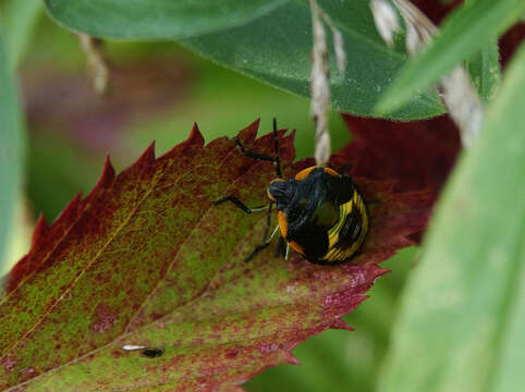 Image of Pentatomidae