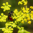 Image of Blood Bees