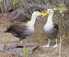 Image de Albatros des Galapagos