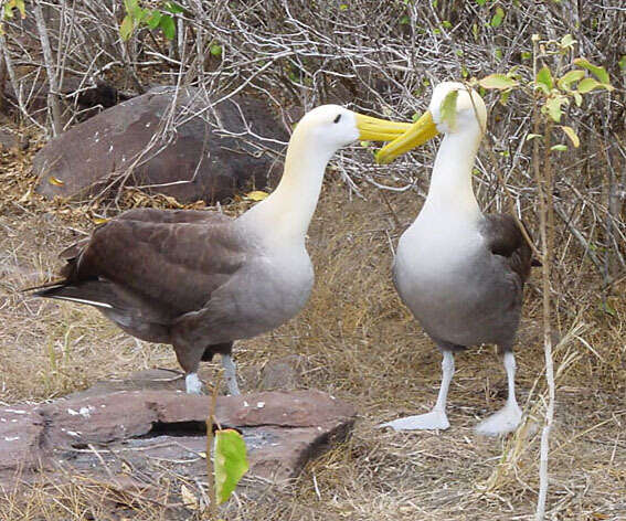 Image of Waved Albatross