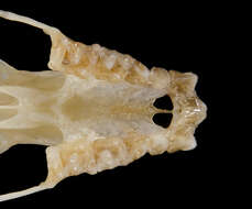 Lophostoma d'Orbigny 1836 resmi