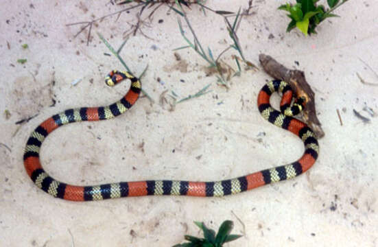 Image of American coral snakes