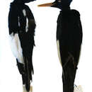 Image of Imperial Woodpecker