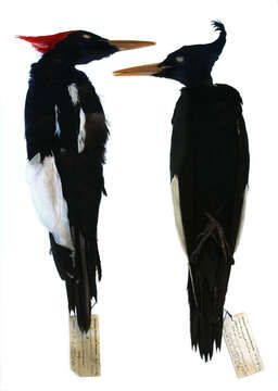 Image of Imperial Woodpecker