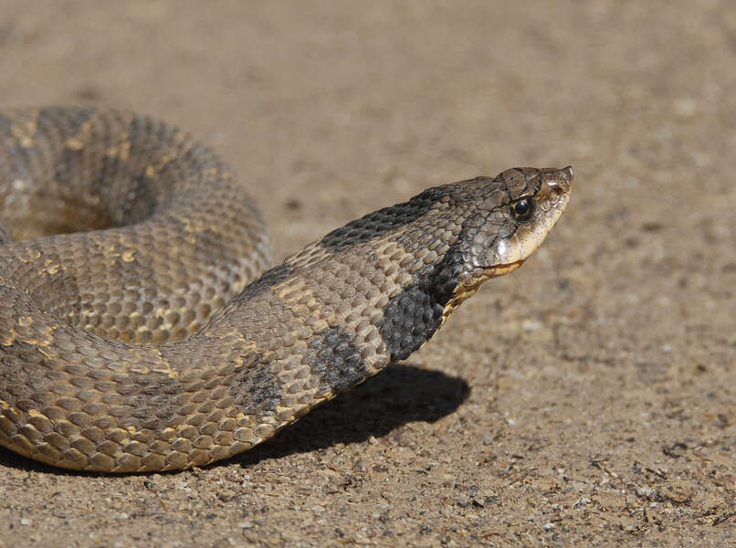 Image of North American Hog-nosed Snakes