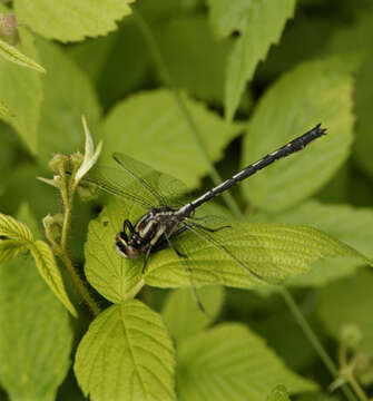 Image of Phanogomphus spicatus (Hagen ex Selys 1854)