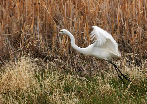 Image of Great Egret