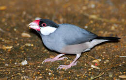 Image of Java Sparrow