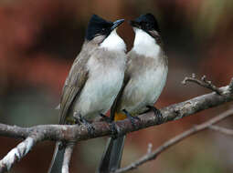 Image of Brown-breasted Bulbul