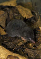 Image of American short-tailed shrew