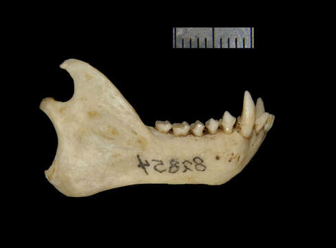 Image de Leontocebus tripartitus (A. Milne-Edwards 1878)