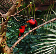 Image of Black-capped Lory