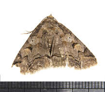 Image of Zale Moths