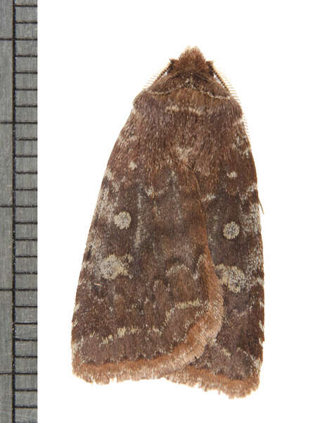 Image of Reddish Speckled Dart