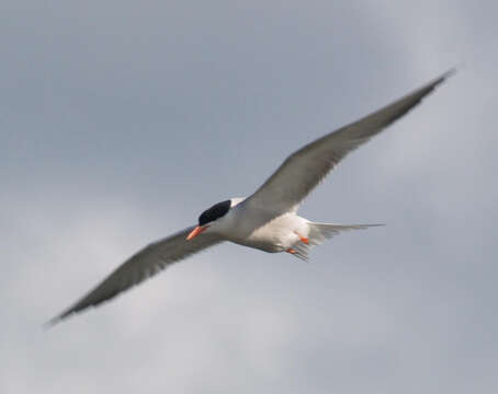 Image of Common Tern