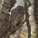 Plancia ëd Otus kennicottii