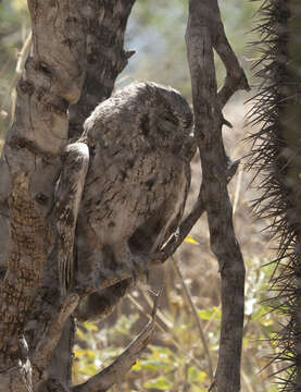 Plancia ëd Otus kennicottii