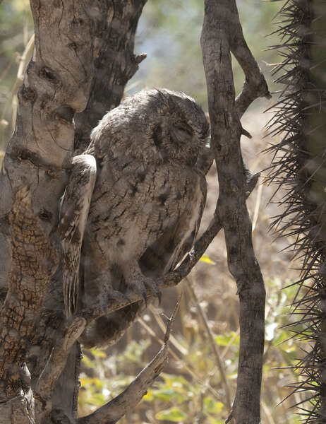 Image of Otus kennicottii