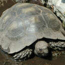 Image of Asian Giant Tortoise