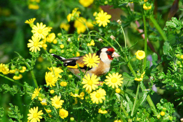 Imagem de Carduelis Brisson 1760