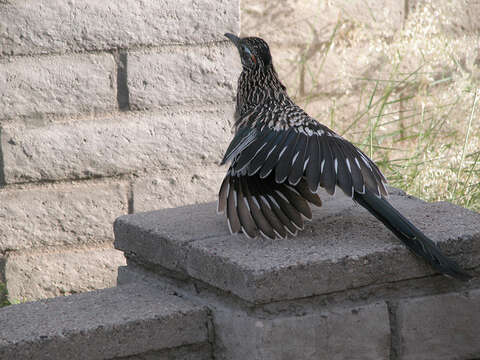 Image of Roadrunners