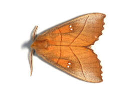 Image of White-dotted Prominent, Rough Prominent