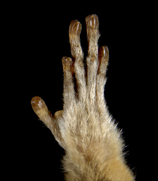 Image of Lesser Galagos