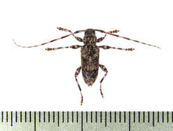 Image of Graphisurus