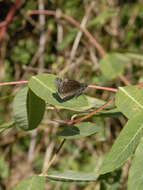 Image de Erynnis lucilius Scudder & Burgess 1870