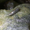 Image of Isopoda