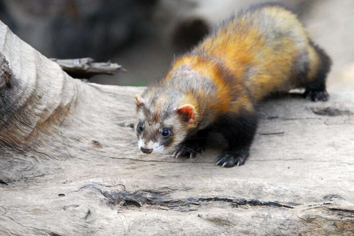 Image of western polecat, polecat