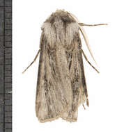 صورة Agrotis venerabilis Walker 1856