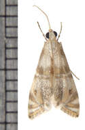 Sivun Petrophila kuva